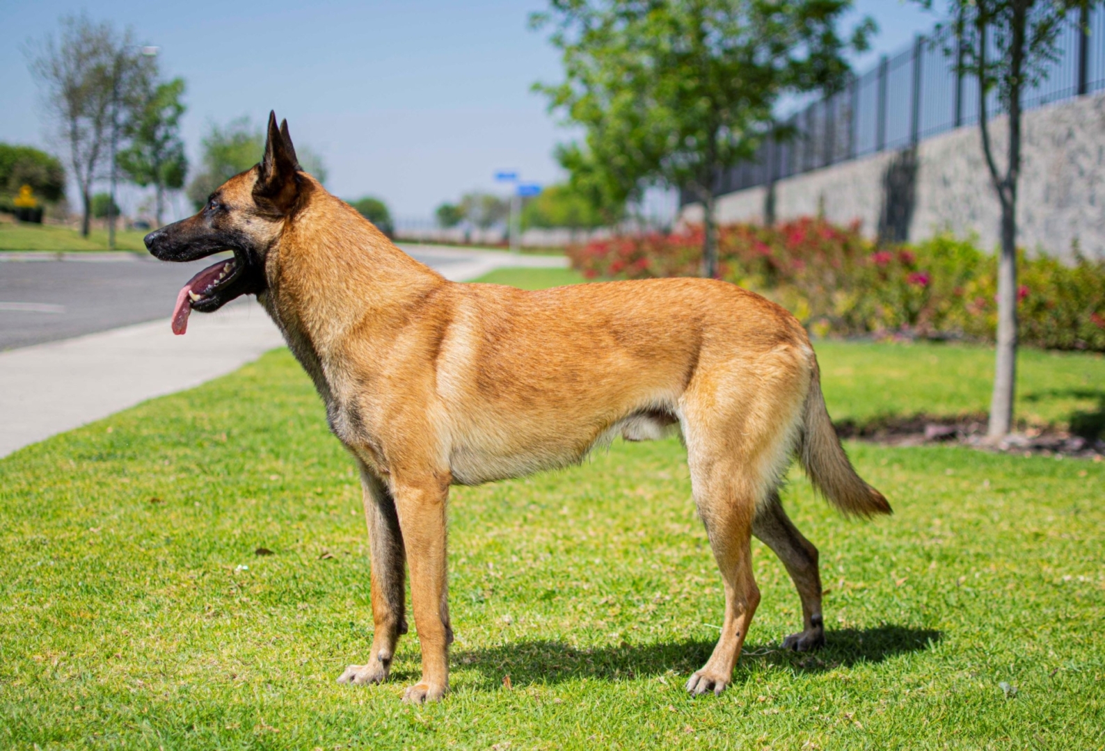 PERROS-ELITE-PASTOR-BELGA-MALINOIS-MACHO-MEXICO2