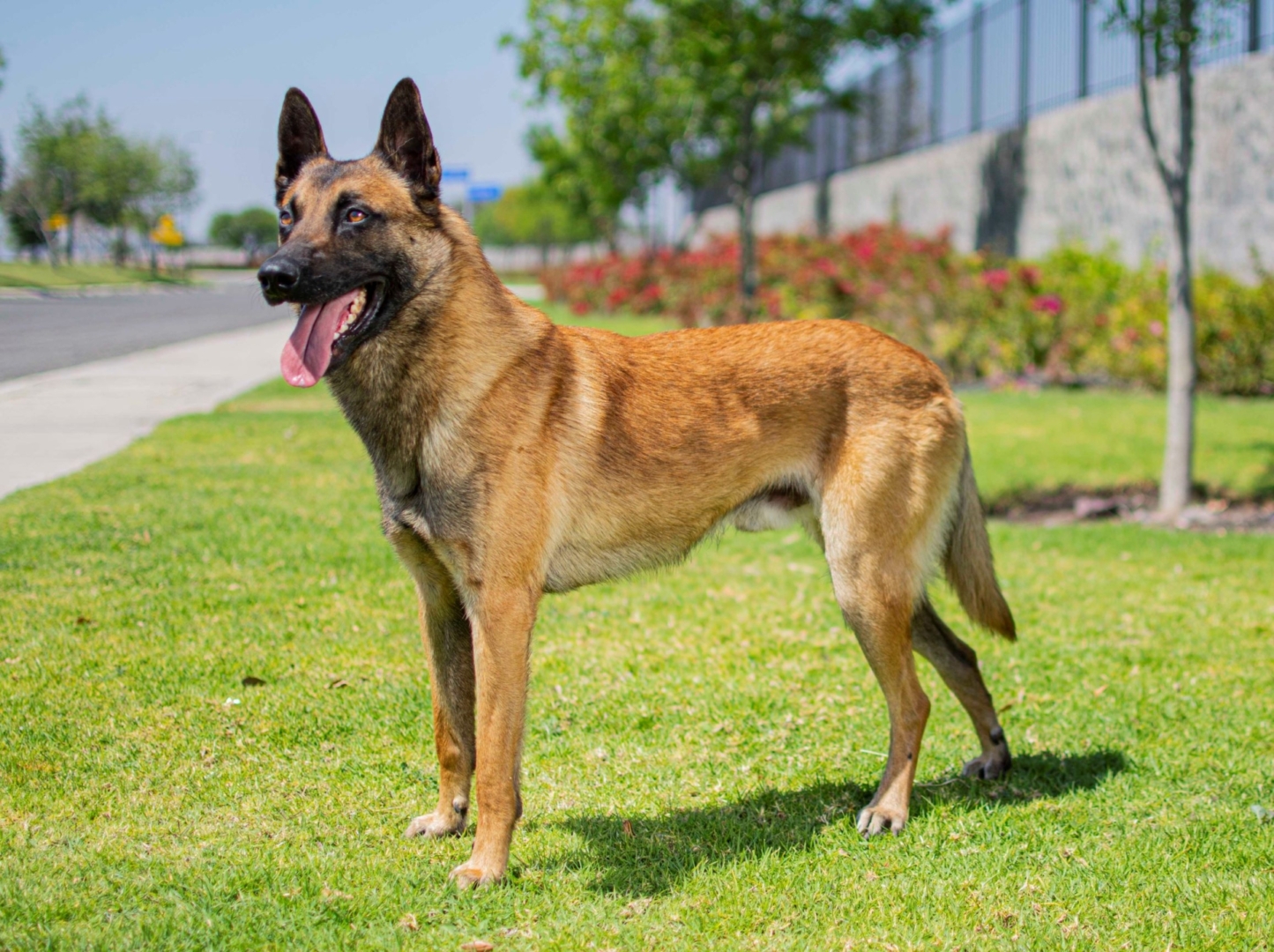 PERROS-ELITE-PASTOR-BELGA-MALINOIS-MACHO-MEXICO3