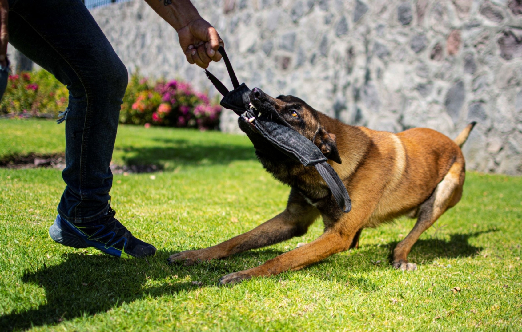 PERROS-ELITE-PASTOR-BELGA-MALINOIS-MACHO-ORACK