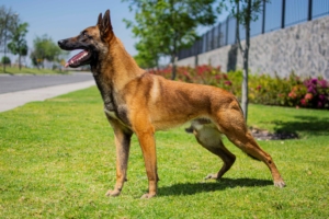 PERROS-ELITE-PASTOR-BELGA-MALINOIS-MACHO-ORACK