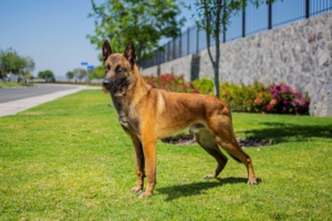 PERROS-ELITE-PASTOR-BELGA-MALINOIS-MACHO-ORACK2