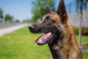 PERROS-ELITE-PASTOR-BELGA-MALINOIS-MACHO-ORACK3