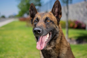 PERROS-ELITE-PASTOR-BELGA-MALINOIS-MACHO-ORACK4