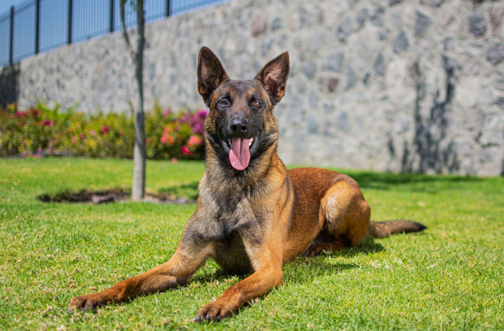 PASTOR-BELGA-MALINOIS-MACHO-MEXICO-OBE-WAN3