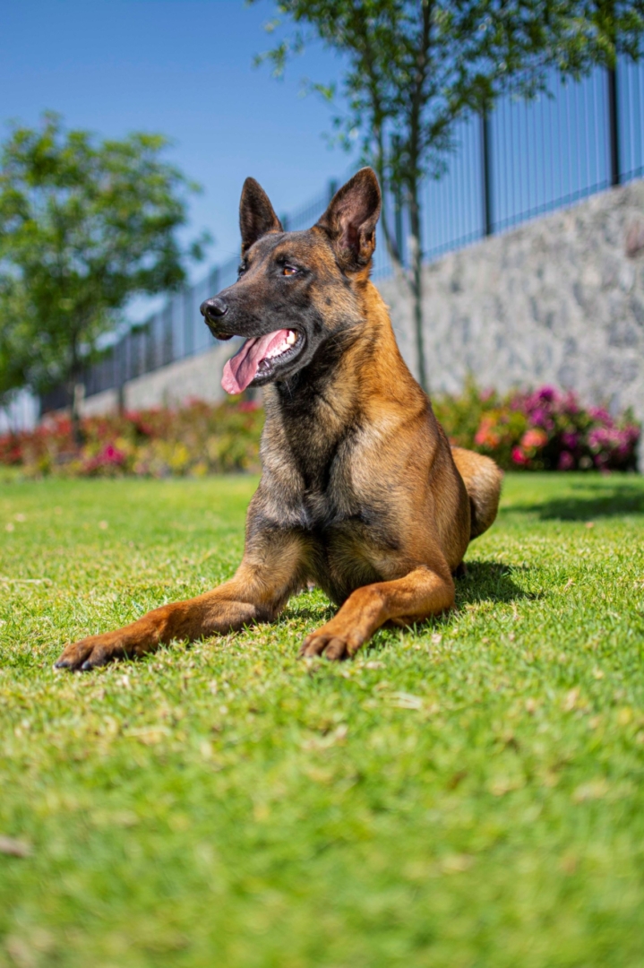 PERROS-ELITE-PERRO-GUARDIAN-MEXICO-OBE-WAN2