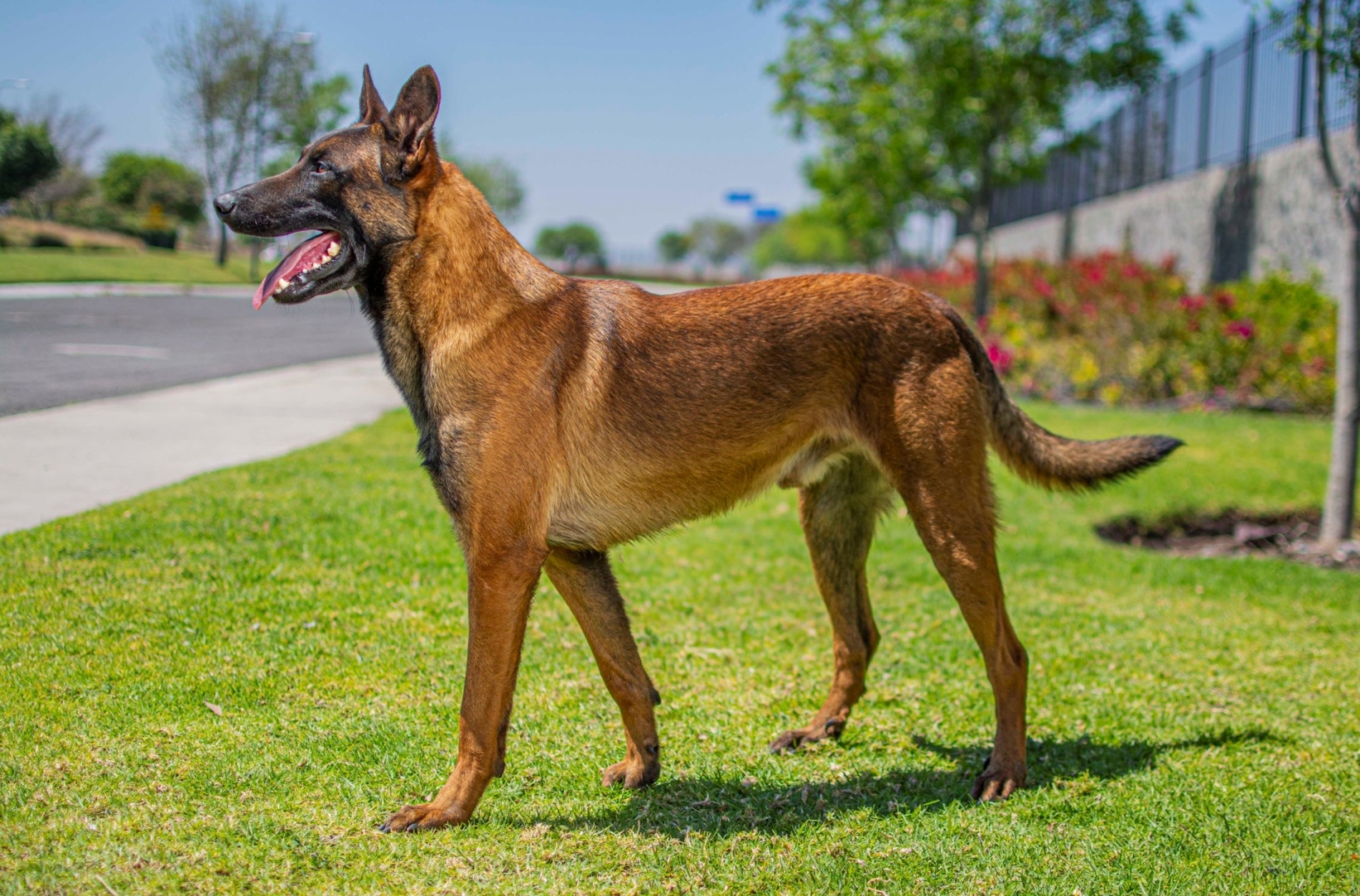 PERROS-ELITE-PERRO-GUARDIAN-MEXICO-OBE-WAN3