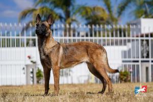 Perros Elite Hrz Leía-019