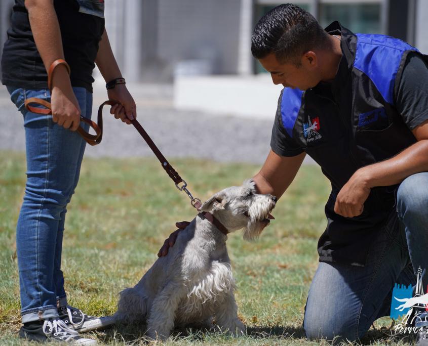 Perros Elite Queretaro-4