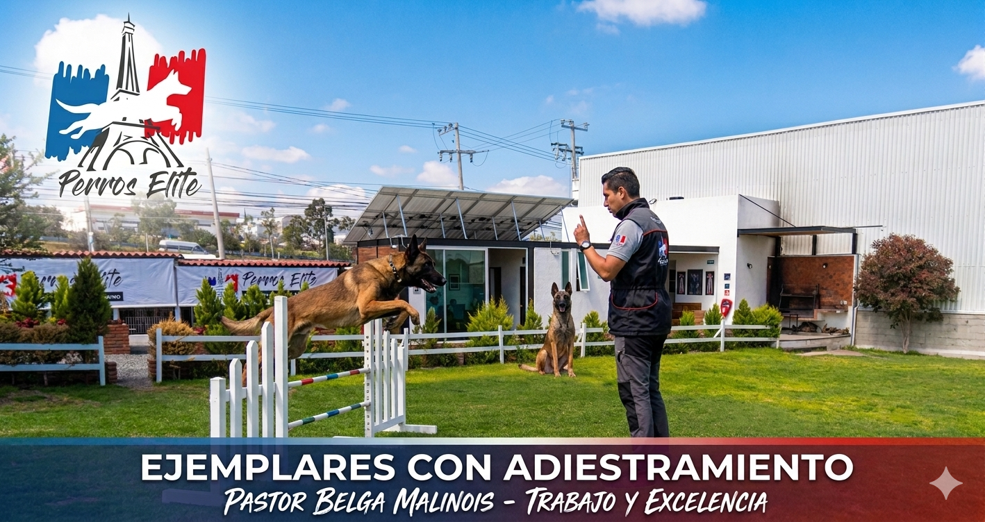 Perros-elite-adiestramiento-canino-queretaro