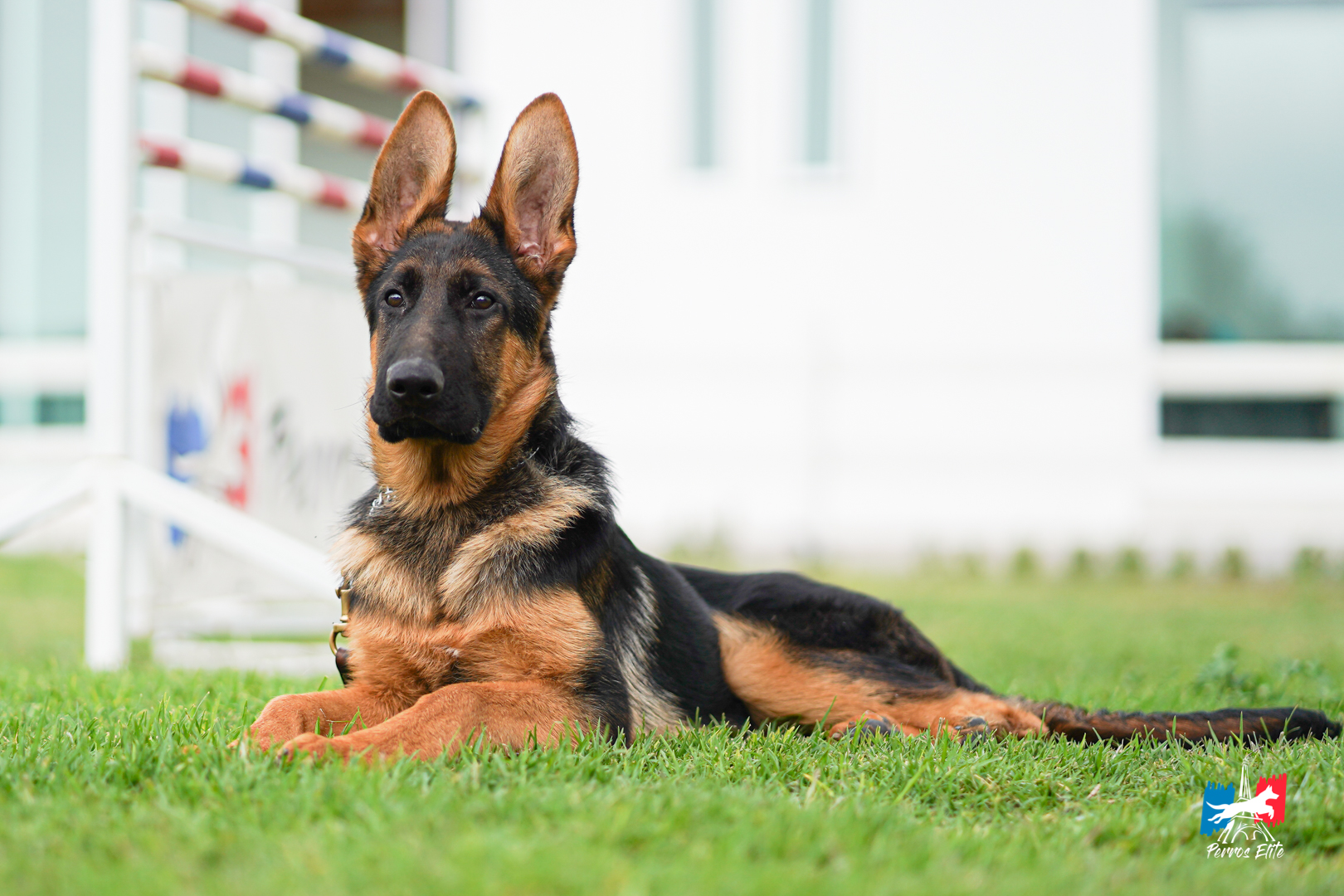 PERROS-ELITE-CACHORRO
