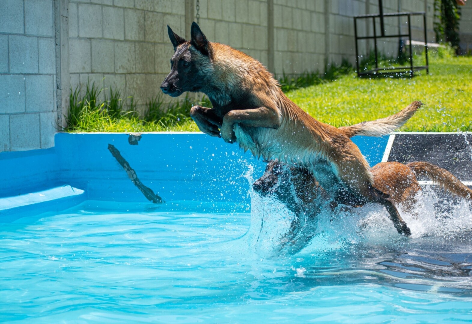 natacion-canina-perros-elite-mexico1
