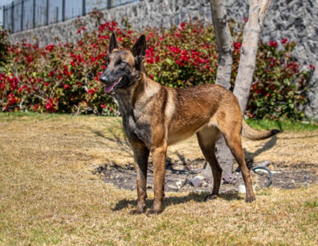 paris-perros-elite