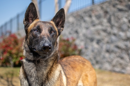 paris-perros-elite5
